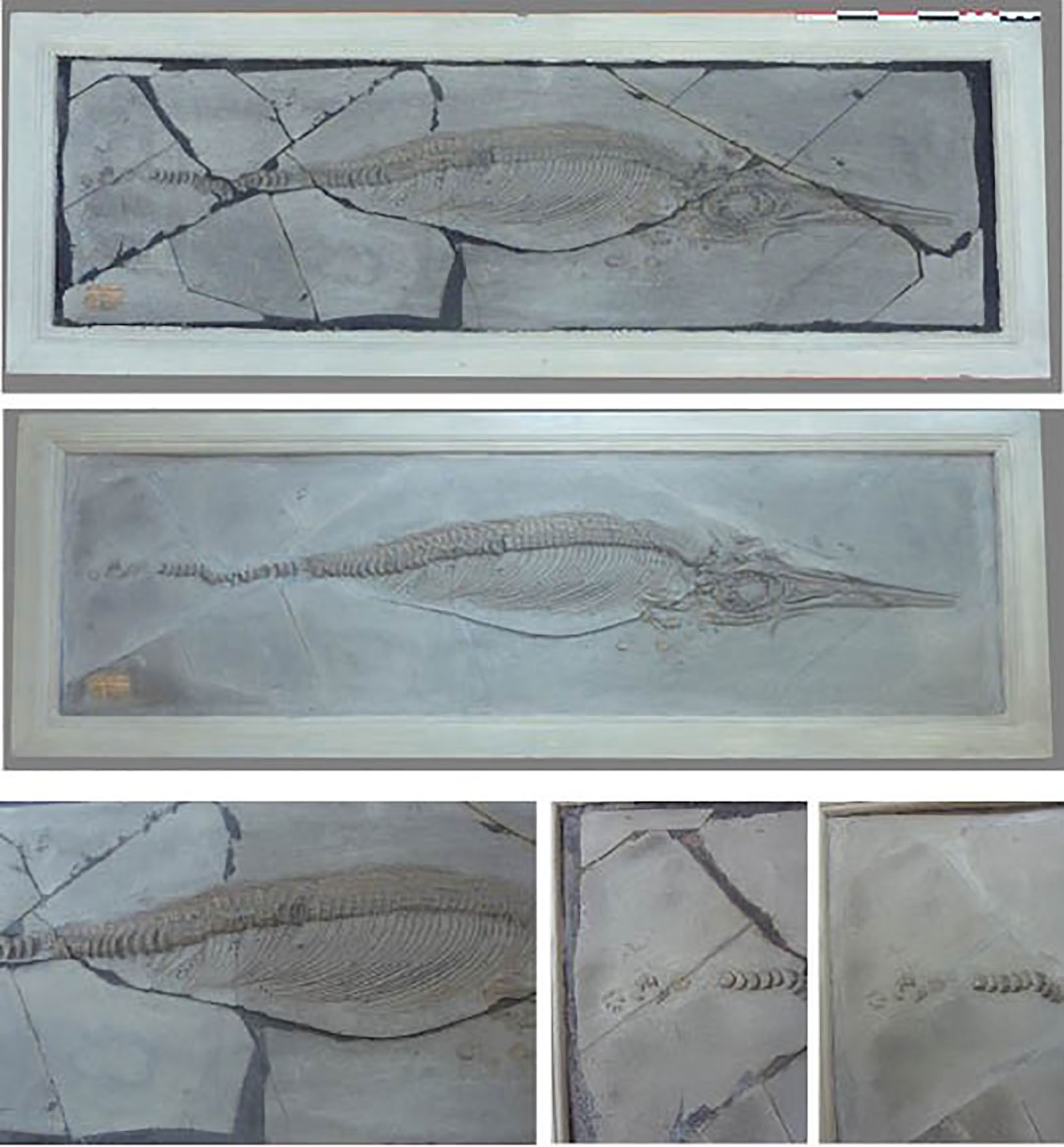 Fossile d'ichtyosaure provenant du gisement d'Holzmaden en Allemagne