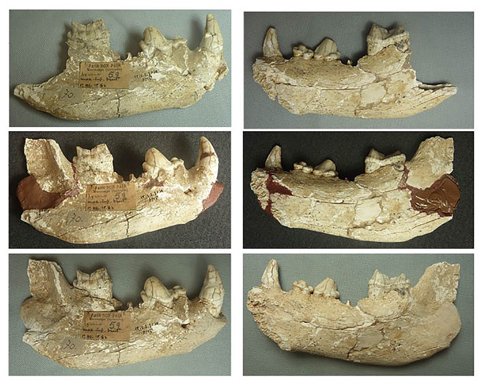 Hémi-mandibule de hyène, Pair-non-Pair, Marcamps (Gironde)